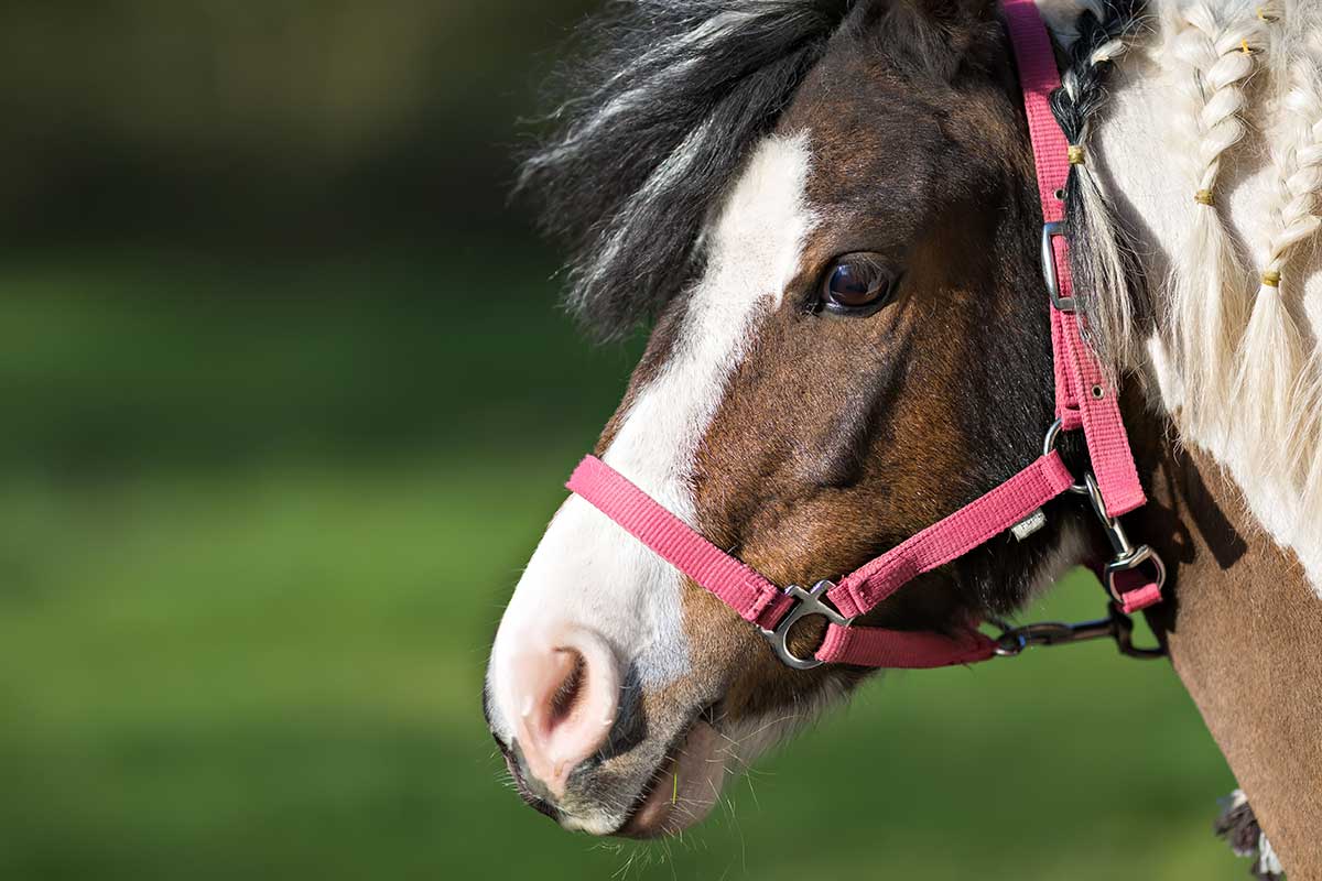 vacanze-per-famiglie-in-toscana-pony