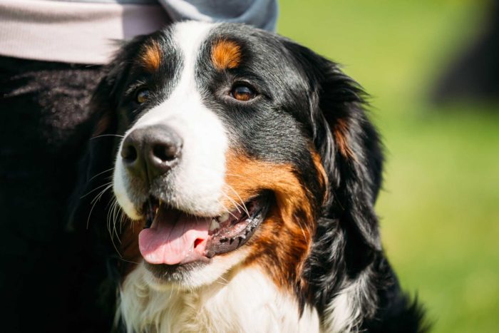 bernese-mountain-dog-berner-sennenhund-close-up Resort e Villaggio Pet Friendly