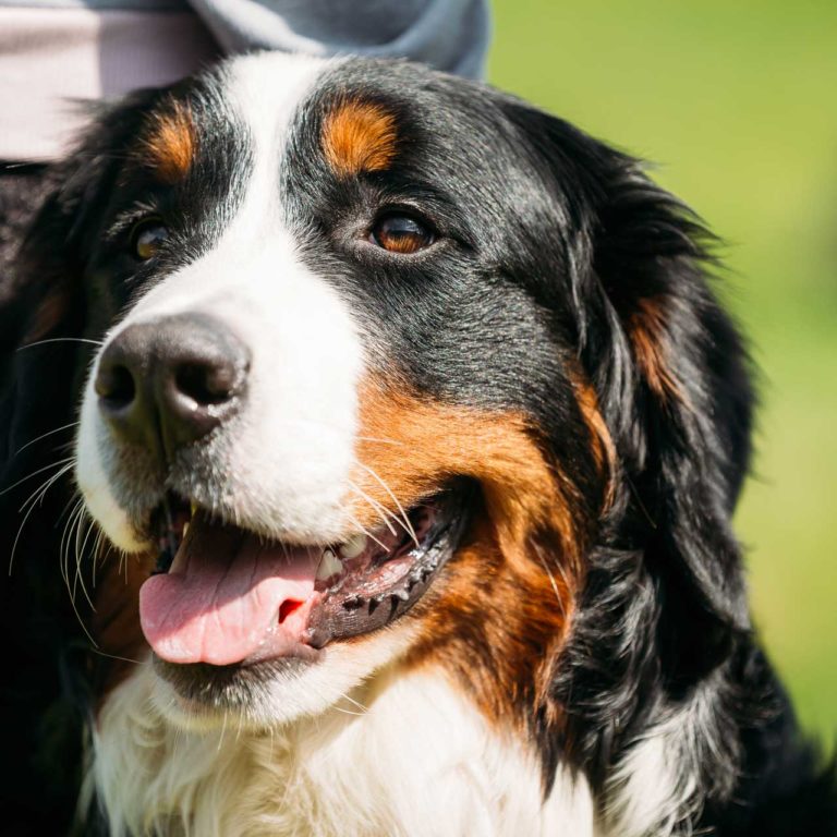 bernese-mountain-dog-berner-sennenhund-close-up Resort e Villaggio Pet Friendly