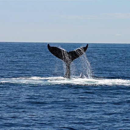 Santuario dei Cetacei Piombino balenottera