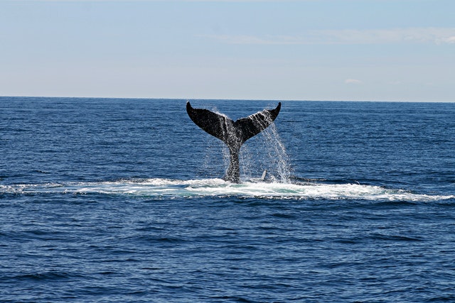 Santuario dei Cetacei Piombino balenottera