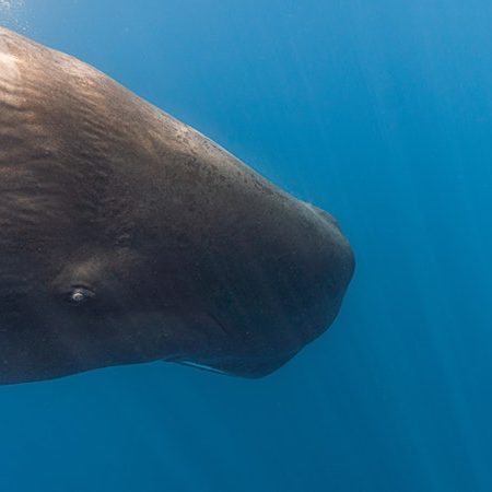 Santuario dei Cetacei Piombino capodoglio