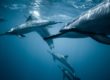 Santuario dei Cetacei Piombino delfino