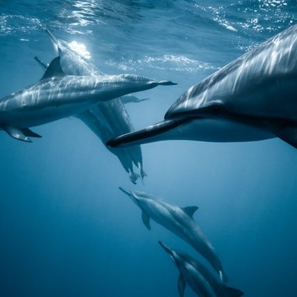 Santuario dei Cetacei Piombino delfino