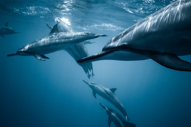 Santuario dei Cetacei Piombino delfino