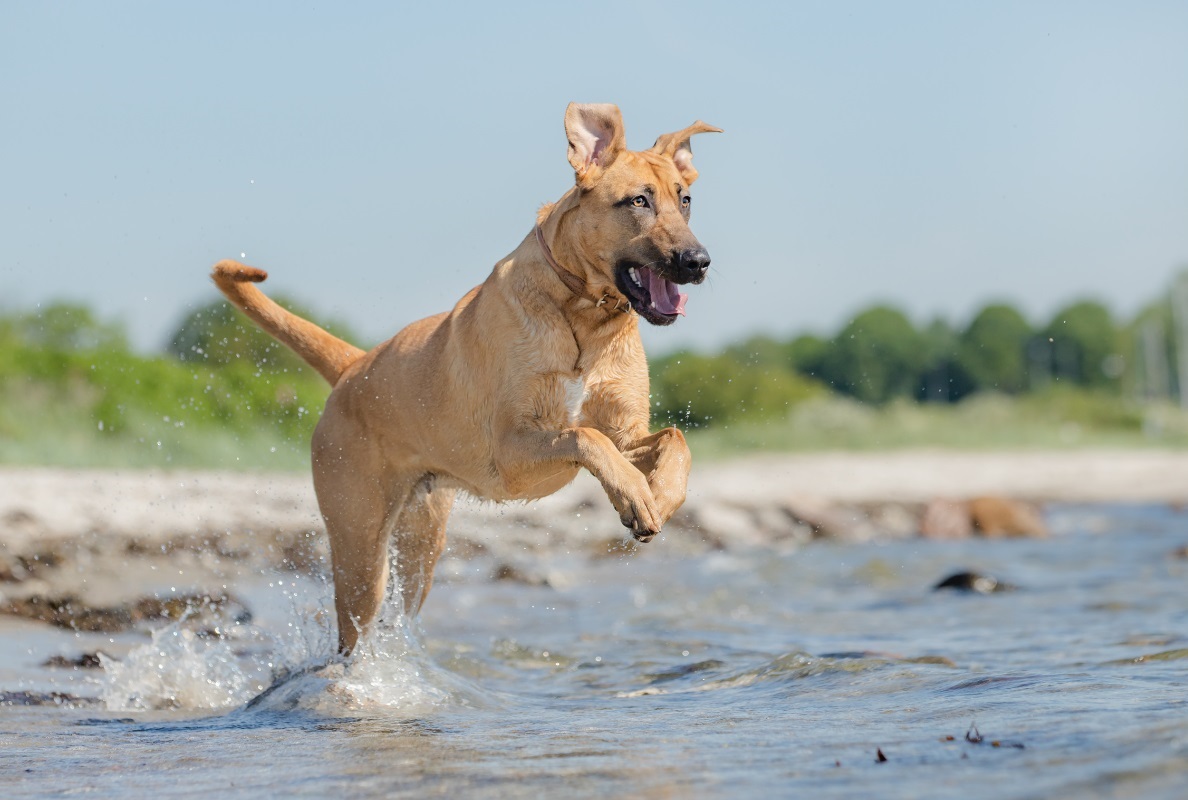 spiagge per cani toscana mare